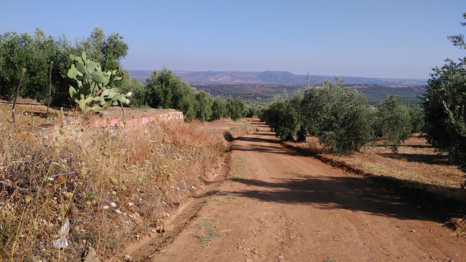 Camino Huerta Costilla