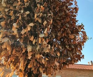 TRATAMIENTO ARBÓREO CONTRA LA GRAFIOSIS Y LA GALERUCA