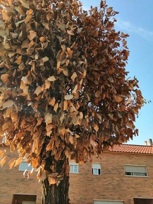 TRATAMIENTO ARBÓREO CONTRA LA GRAFIOSIS Y LA GALERUCA