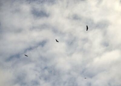 Buitre Leonado (Gyps Fulvus)