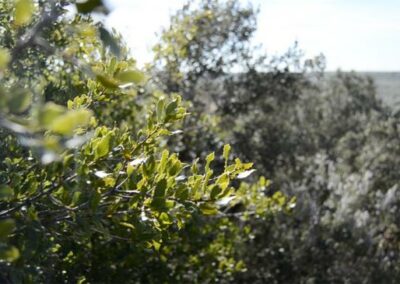 Coscoja (Quercus Coccifera)