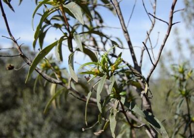 ara Pringosa (Cistus Ladanifer)