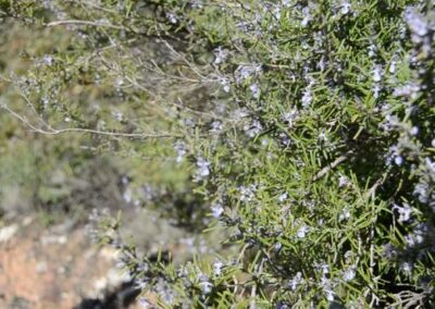 Romero (Rosmarinus Officinalis)