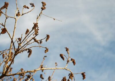Zumaque (Rhus Coriaria)