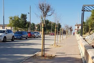 COMIENZA LA REPOSICIÓN DE LOS ÁRBOLES QUE TUVIERON QUE SER ARRANCADOS EN OTOÑO