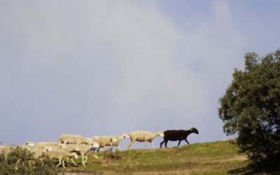 El Ayuntamiento saca a licitación el Aprovechamiento Ganadero del Monte Burguillos