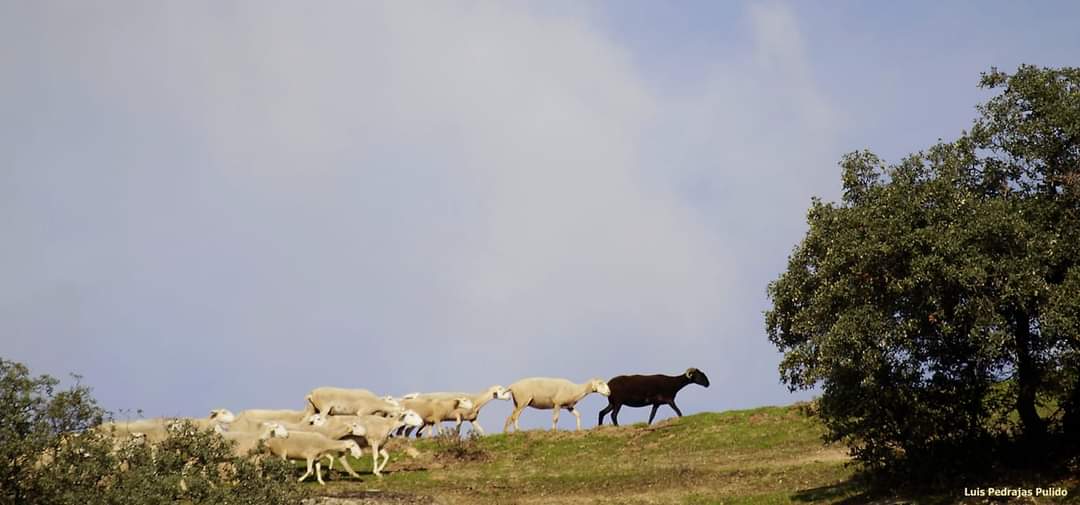 El Ayuntamiento saca a licitación el Aprovechamiento Ganadero del Monte Burguillos