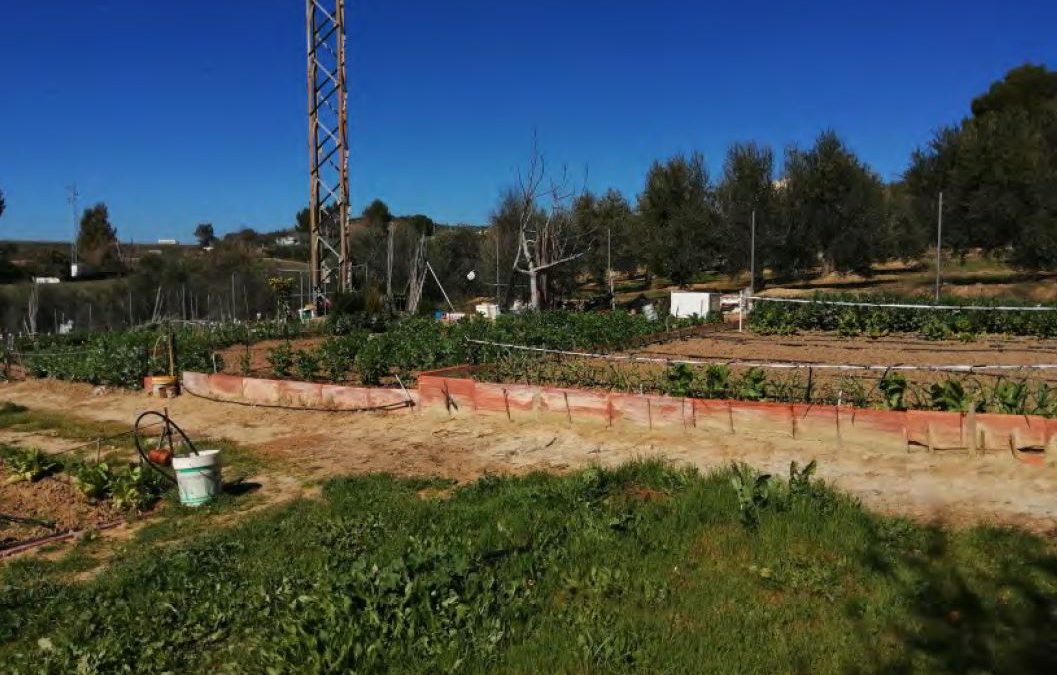 Abierta la convocatoria para optar a un Huerto Social Ecológico
