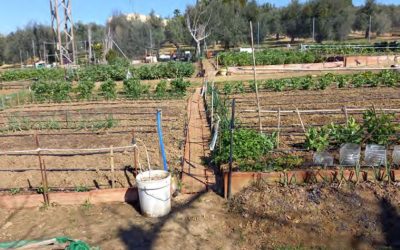 El Ayuntamiento de Bailén recibe una subvención de la Diputación para los Huertos Sociales