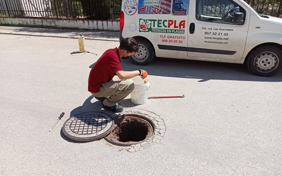 Desde marzo se están realizando tratamientos semanales contra plagas de insectos