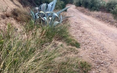 Comienza la reparación de caminos rurales del municipio de Bailén