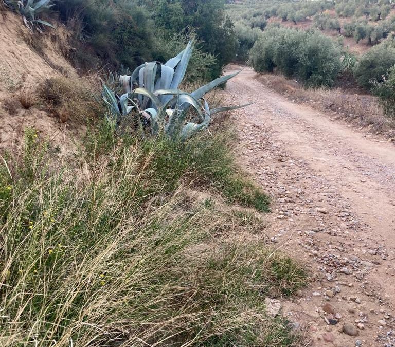 Comienza la reparación de caminos rurales del municipio de Bailén