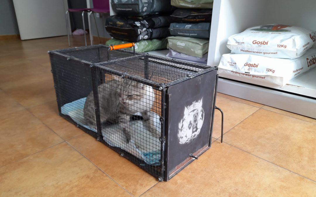 Se intensifican las actuaciones de esterilización de gatos callejeros en Bailén