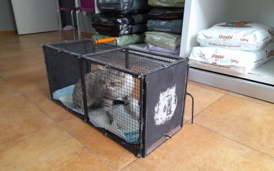 El Ayuntamiento de Bailén desmiente las acusaciones de PACMA