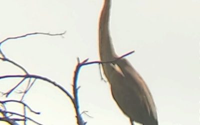 Localizada la especie en extinción Garza Imperial en la Dehesa Burguillos