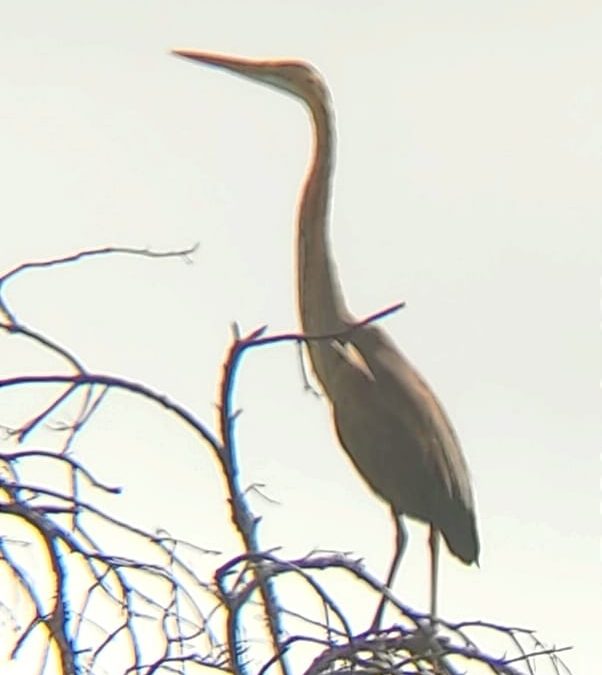 Localizada la especie en extinción Garza Imperial en la Dehesa Burguillos