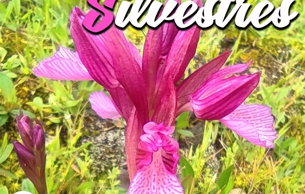 Jornada de Identificación de Orquídeas Silvestres en Burguillos