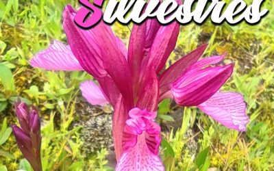 Jornada de Identificación de Orquídeas Silvestres en Burguillos