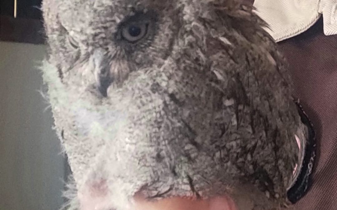 La Policía Local y el servicio de guardería rural rescatan a un pollo de autillo en una urbanización de Bailén