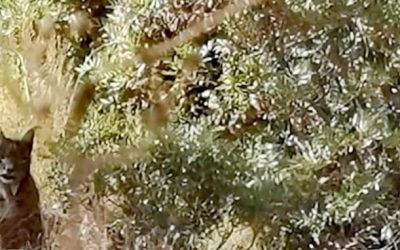 Nueva observación del Lince Ibérico en Burguillos