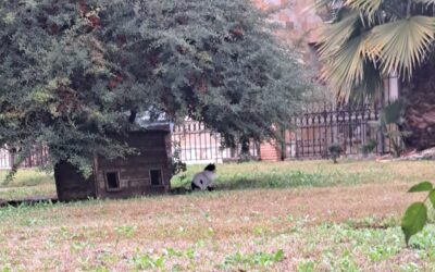 Comunicado del Ayuntamiento de Bailén sobre la gestión de las colonias felinas